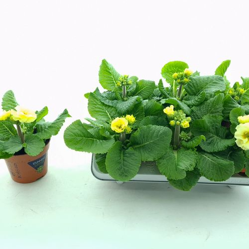 Primula Veris Lime T12 H020