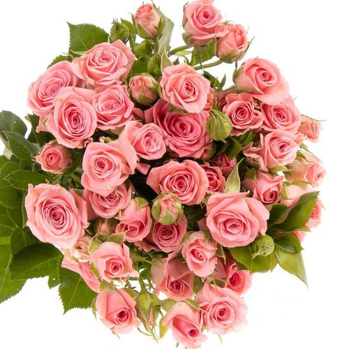Rose verzweigt rosa Odilia 5+Blüte 50cm