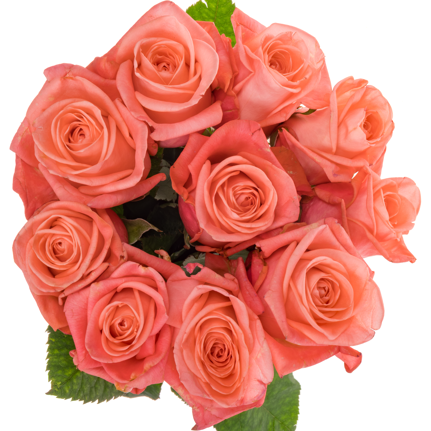 Rose lachs Big Girl 40cm