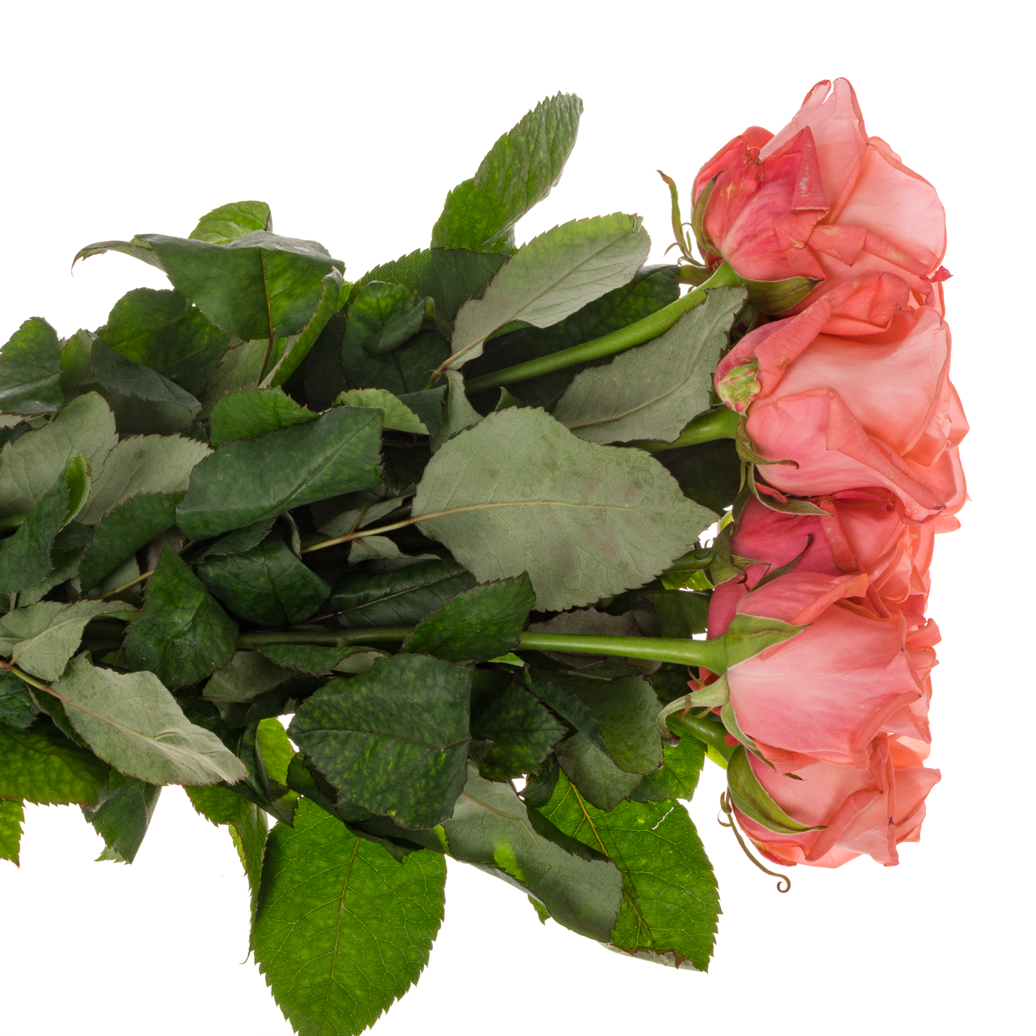 Rose lachs Big Girl 40cm