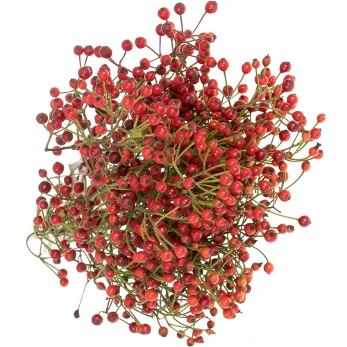 Hagebutte rot Autumn Spirit 60cm