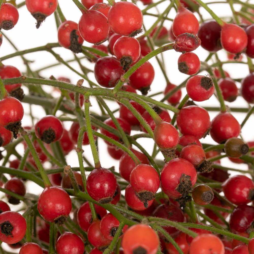 Hagebutte rot Autumn Spirit 60cm