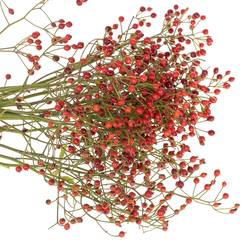 Hagebutte rot Autumn Spirit 60cm