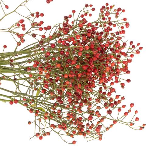 Hagebutte rot Autumn Spirit 60cm