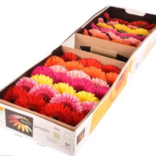 Gerbera mix Farbe (Karton)