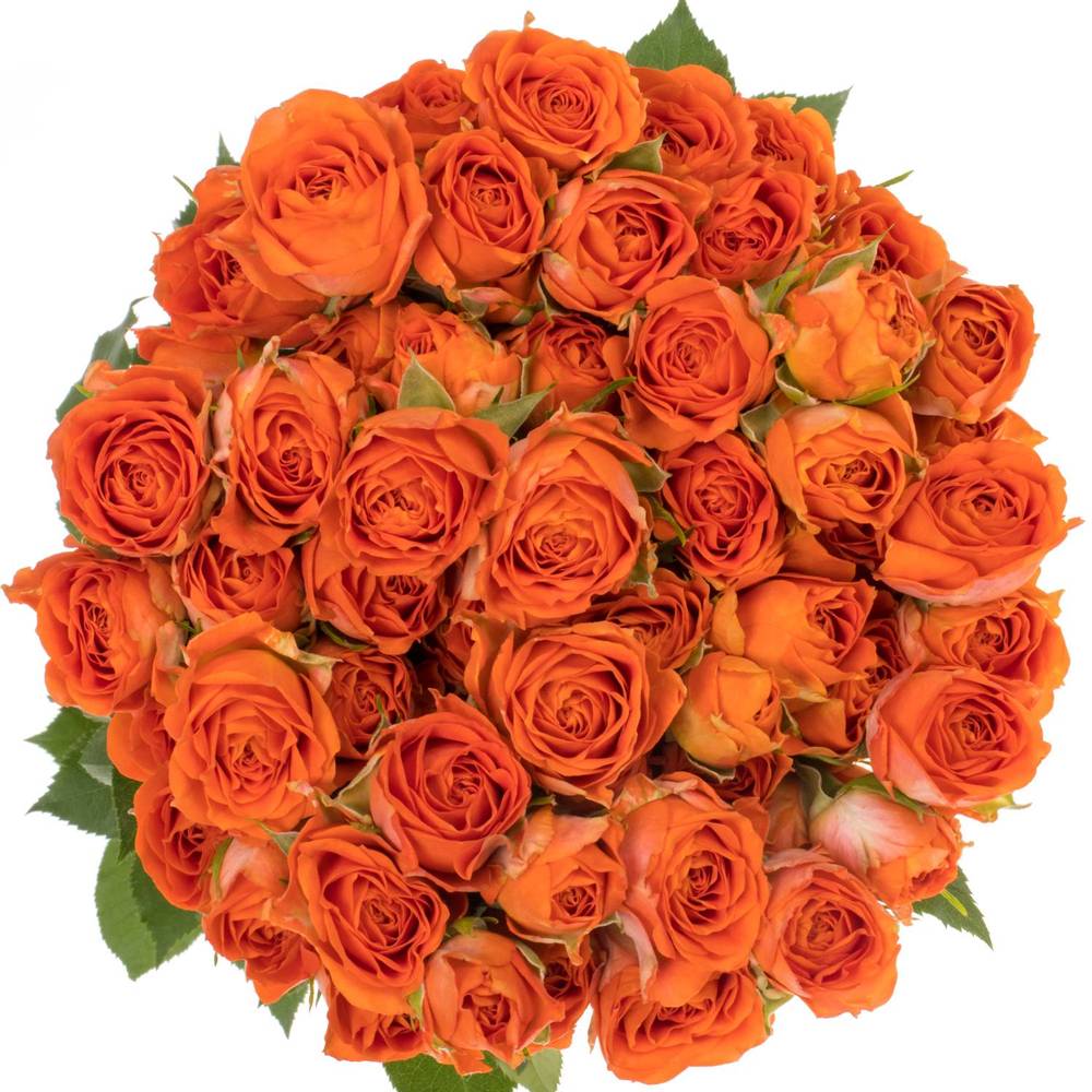 Rose verzweigt orange Ariya 5+Blüte 60cm