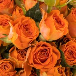 Rose verzweigt orange Ariya 5+Blüte 60cm