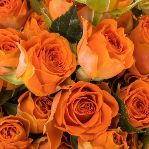 Rose verzweigt orange Ariya 5+Blüte 60cm