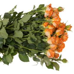 Rose verzweigt orange Ariya 5+Blüte 60cm