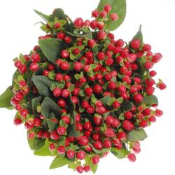 Hypericum rot Triumph 50cm