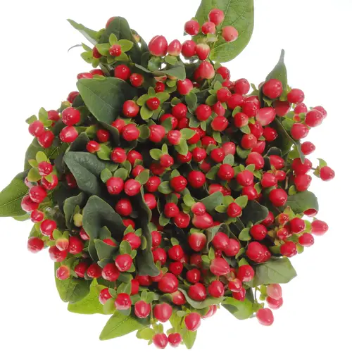 Hypericum rot Triumph 50cm