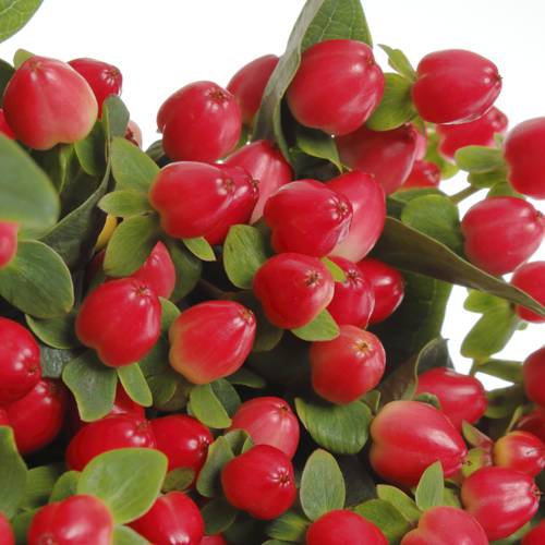 Hypericum rot Triumph 50cm