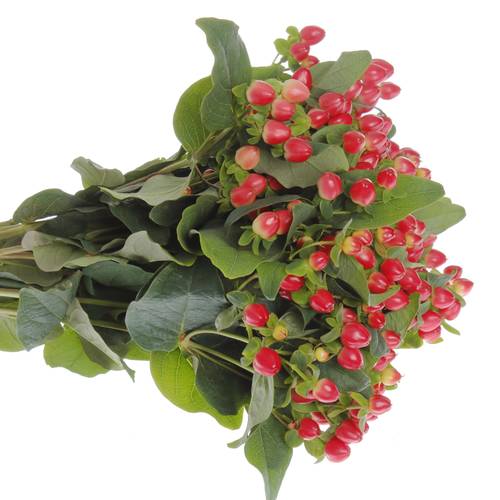 Hypericum rot Triumph 50cm