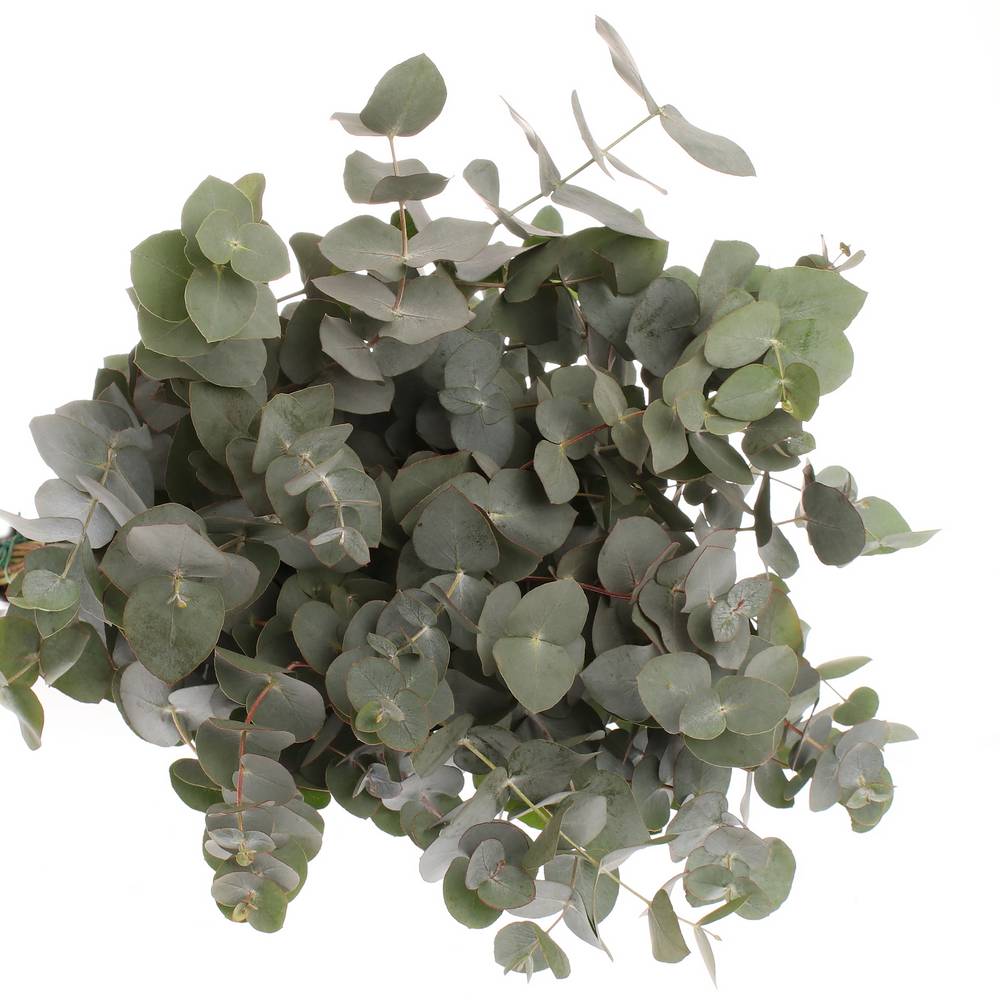 Populus grau/grün Cinerea 350 Gramm 50cm