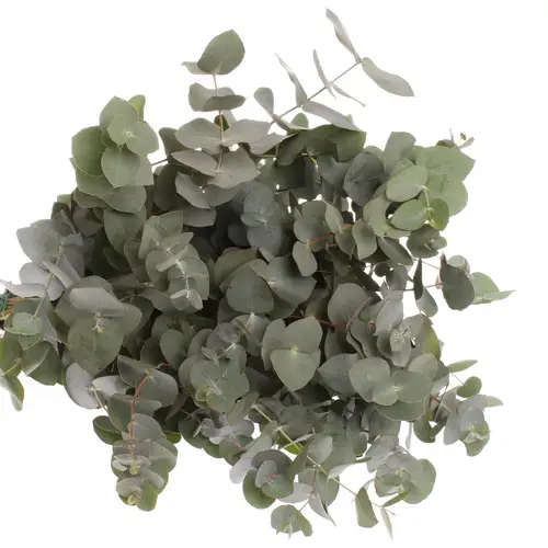 Populus grau/grün Cinerea 350 Gramm 50cm
