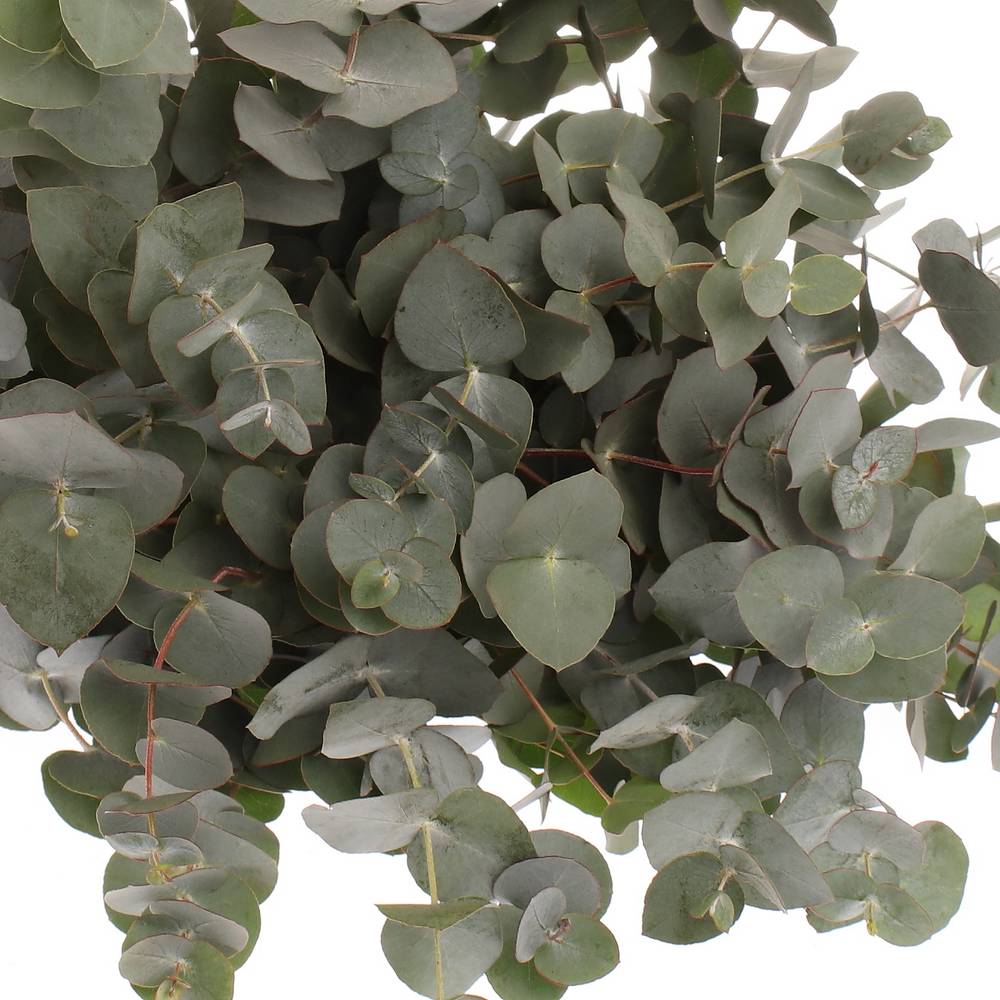 Populus grau/grün Cinerea 350 Gramm 50cm