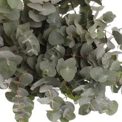 Populus grau/grün Cinerea 350 Gramm 50cm