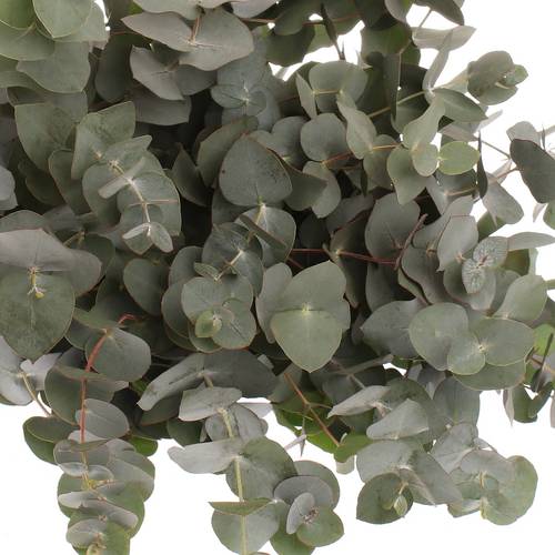 Populus grau/grün Cinerea 350 Gramm 50cm
