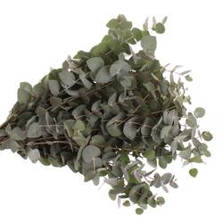 Populus grau/grün Cinerea 350 Gramm 50cm