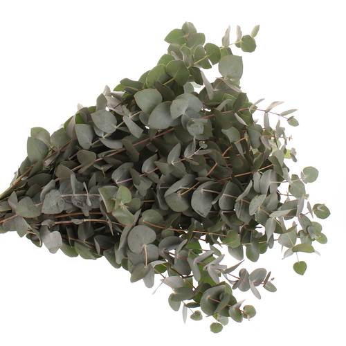 Populus grau/grün Cinerea 350 Gramm 50cm