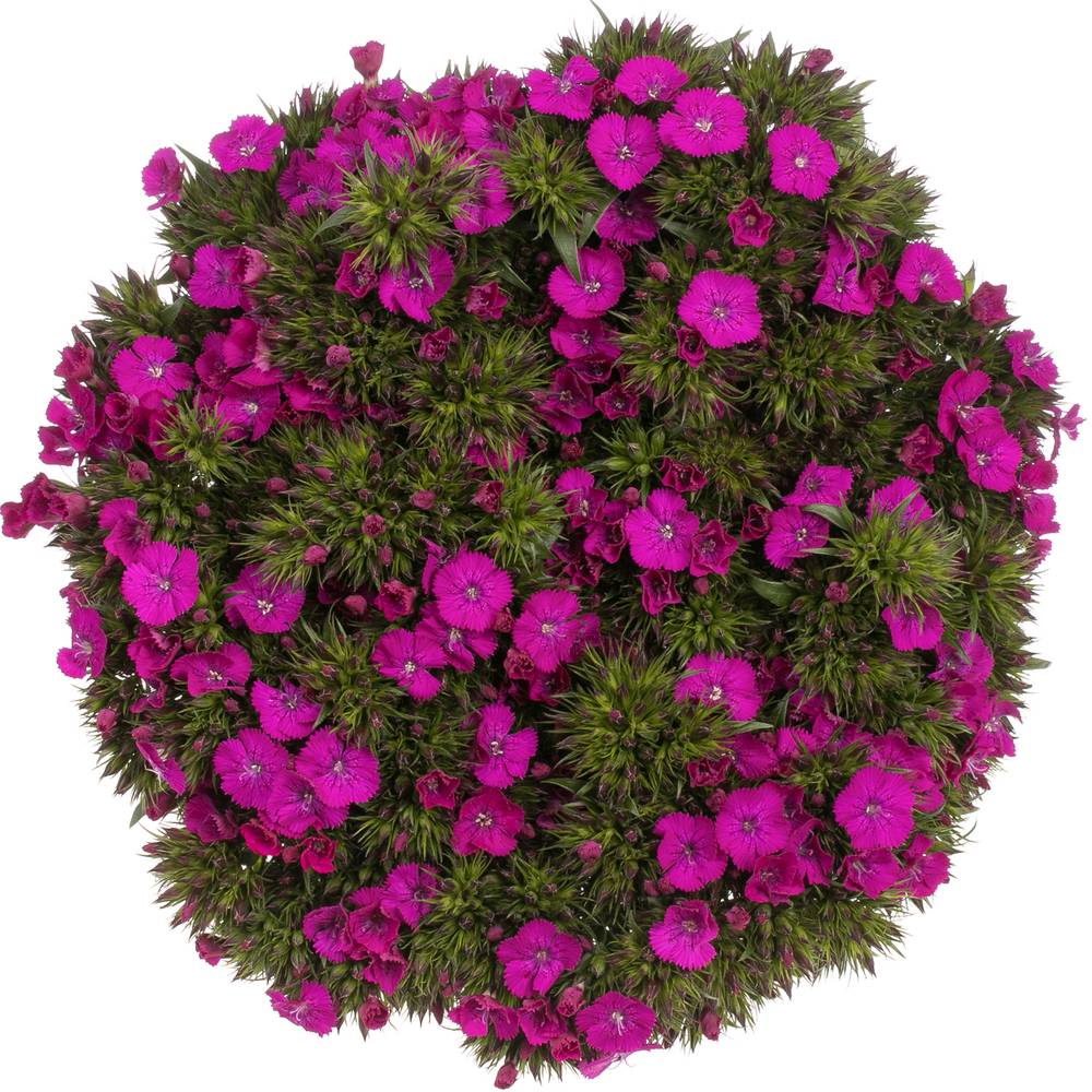 Bartnelke fuchsia Neon Purple XL 55cm