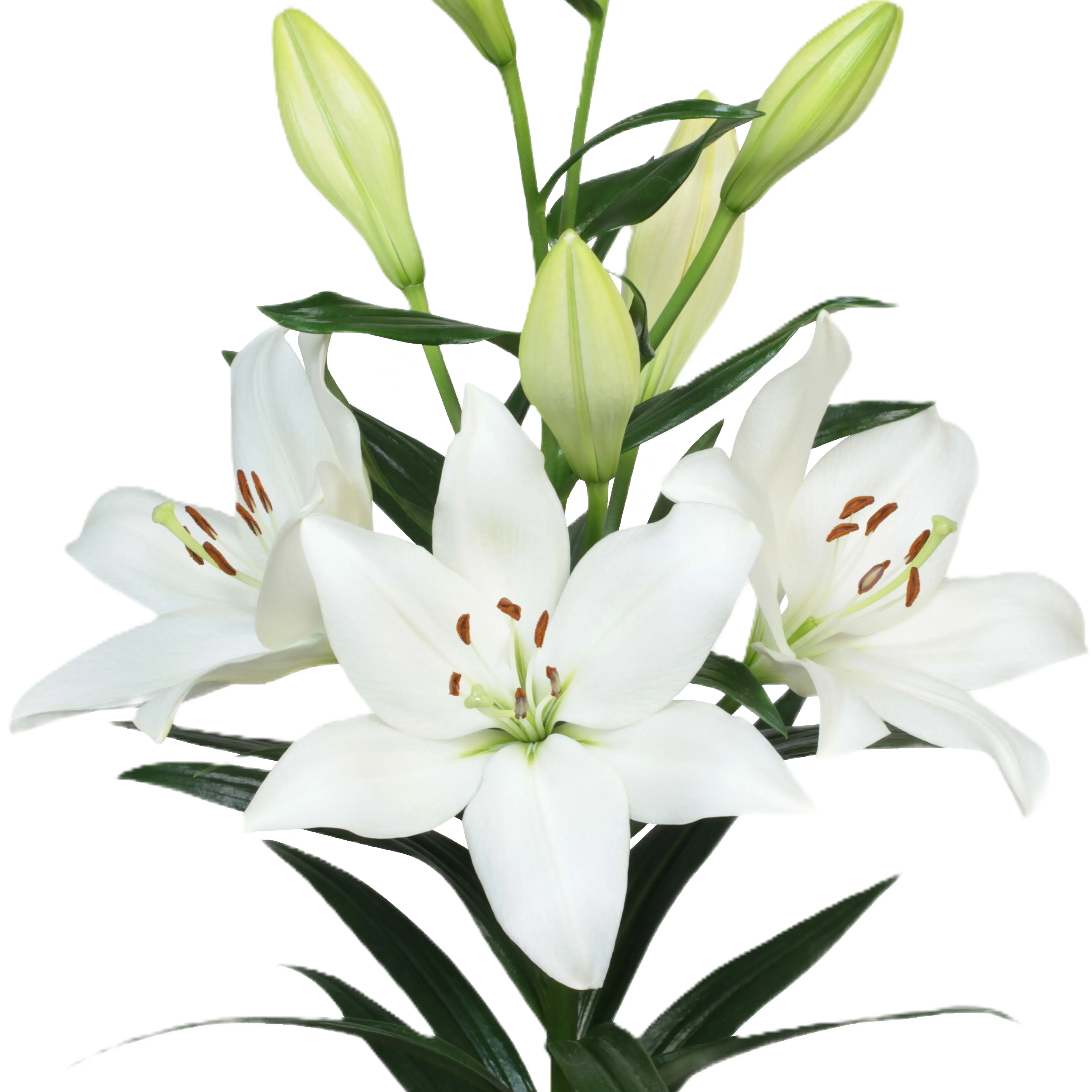 Lilie asiatisch weiss Osorno 4+ 90cm