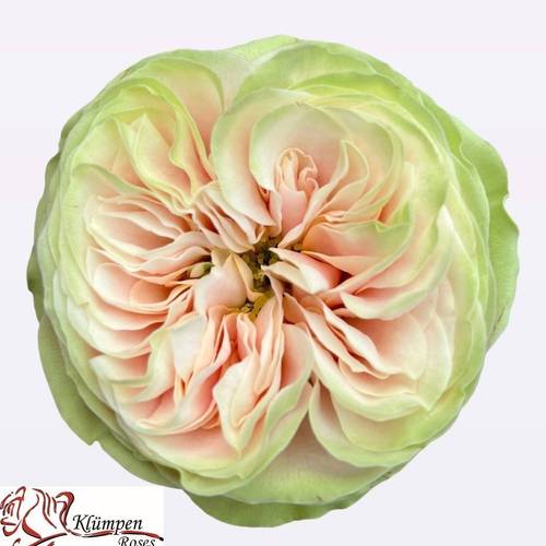 Rose apricot/hell grün Nira Gardens gefüllt 50cm