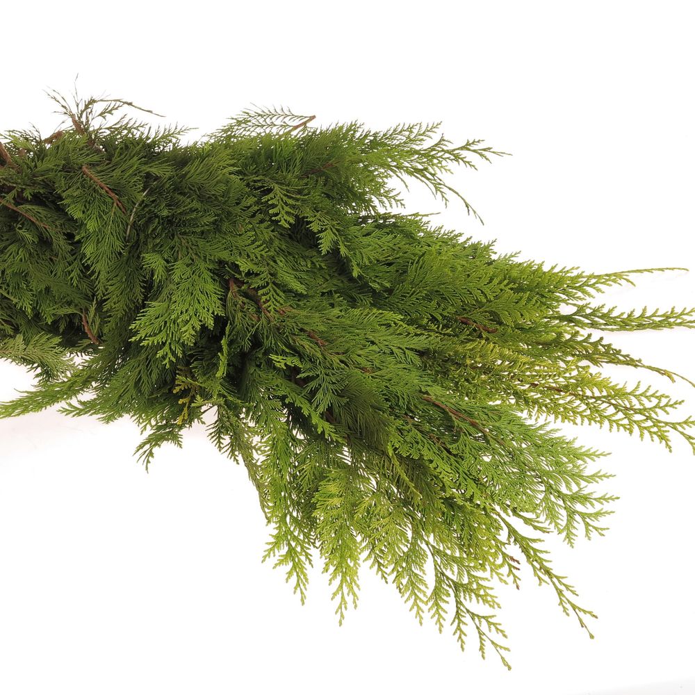 Thuja Bund Thuja/Koniferen 3 Kg
