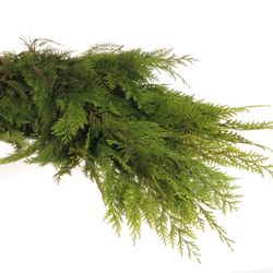 Thuja Bund Thuja/Koniferen 3 Kg