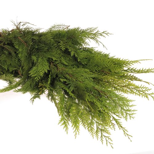 Thuja Bund Thuja/Koniferen 3 Kg
