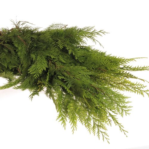 Thuja Bund Thuja/Koniferen 3 Kg