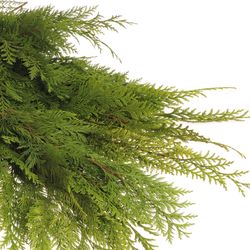 Thuja Bund Thuja/Koniferen 3 Kg