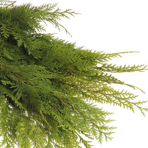 Thuja Bund Thuja/Koniferen 3 Kg