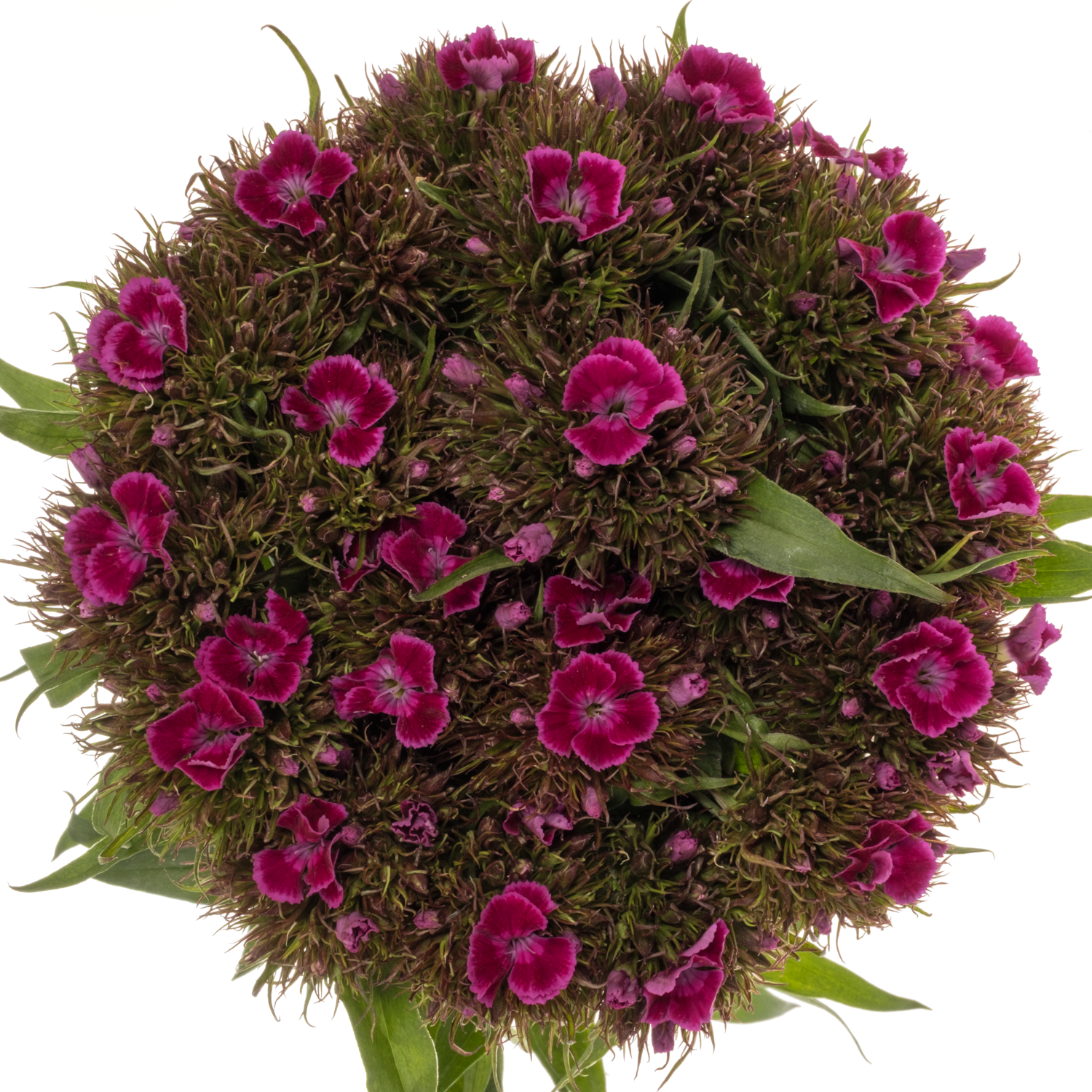 Bartnelke fuchsia Lila/Violet 50cm