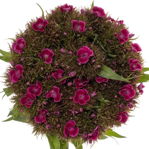 Bartnelke fuchsia Lila/Violet 50cm