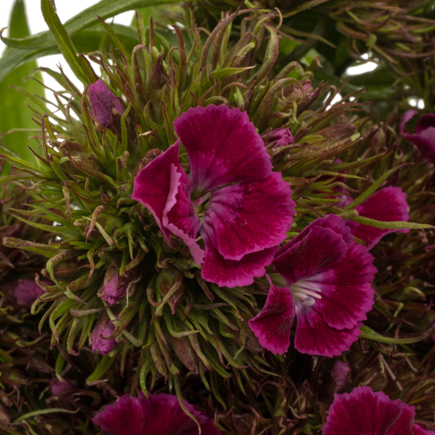 Bartnelke fuchsia Lila/Violet 50cm