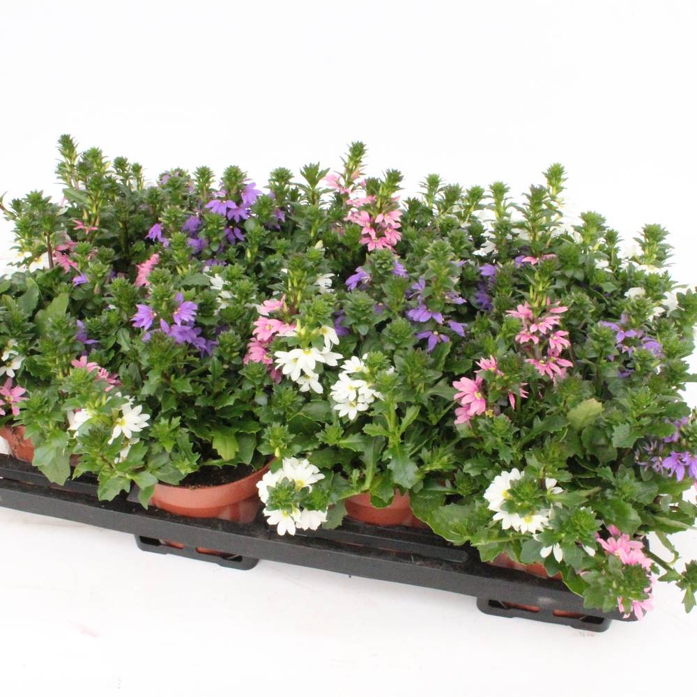 Scaevola mix Tricolor T13 H018