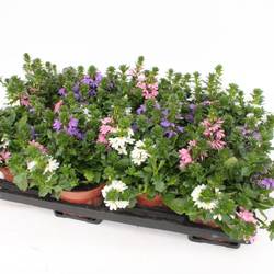 Scaevola mix Tricolor T13 H018