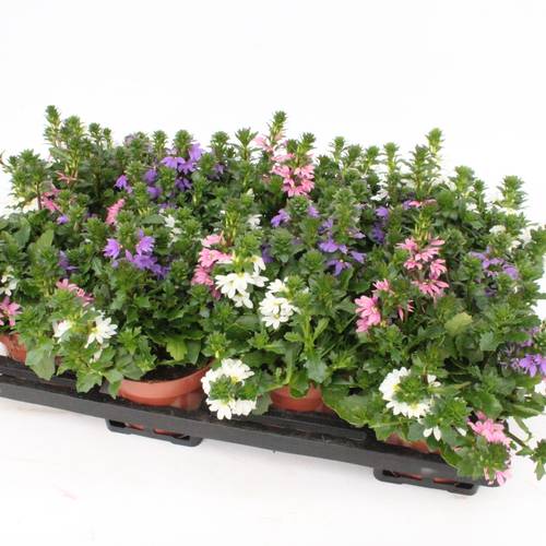 Scaevola mix Tricolor T13 H018