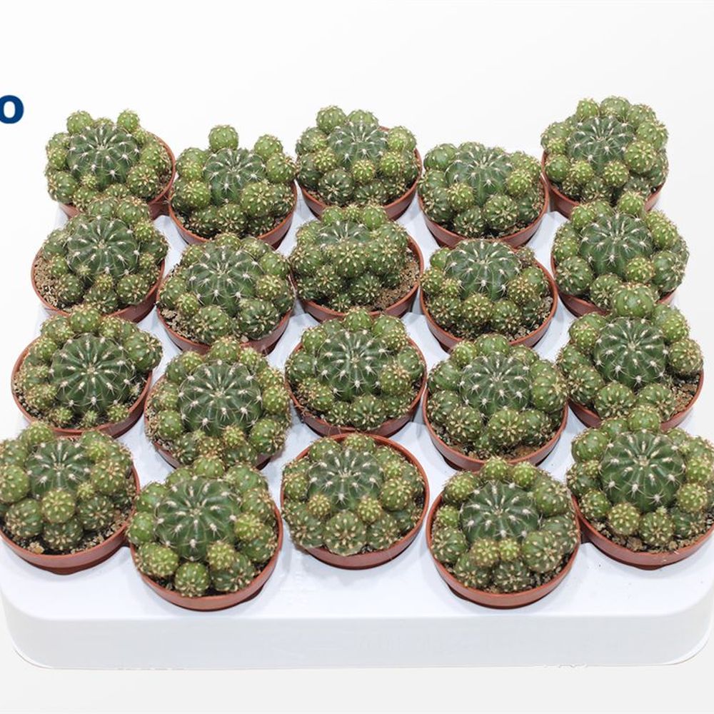 Matucana Polzii T05,5 H10