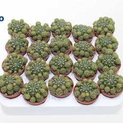 Matucana Polzii T05,5 H10