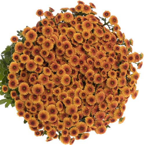 Santini orange Pompon Madiba 55cm 900 Gramm