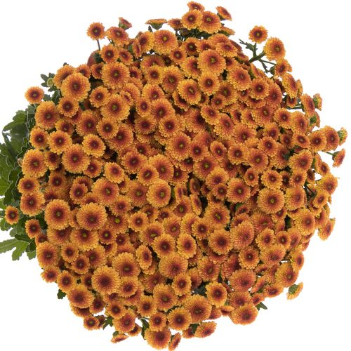 Santini orange Pompon Madiba 55cm 900 Gramm
