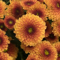 Santini orange Pompon Madiba 55cm 900 Gramm