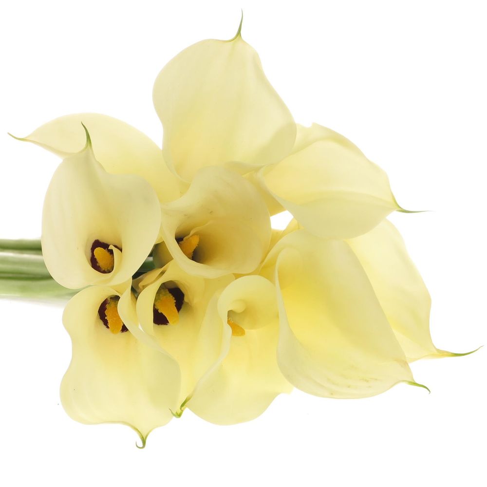 Calla creme Snowstar 65cm