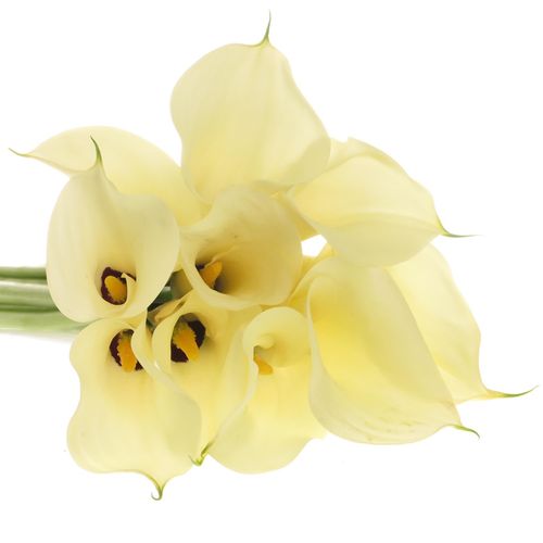Calla creme Snowstar 65cm