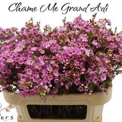 Wachsflower rosa Grand Adi 33 Gramm 70cm
