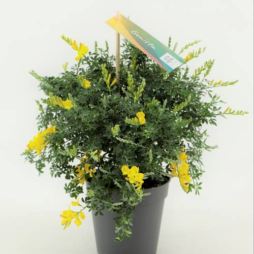 Cytisus gelb Strauch T13 H30