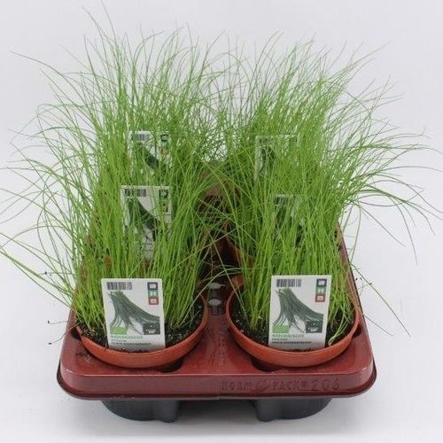 Bio Schnittlauch T12 H20