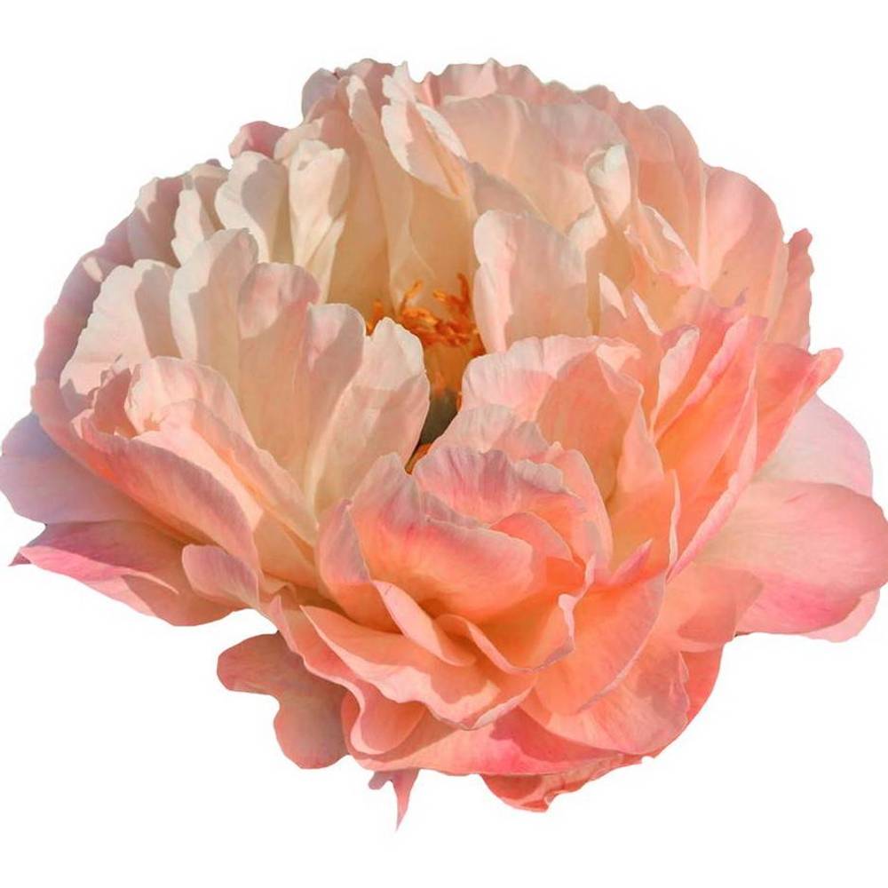 Pfingstrose lachs Coral Sunset extra 60cm